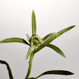 Close up of an edelweiss plant